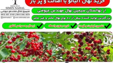 خرید نهال آلبالو