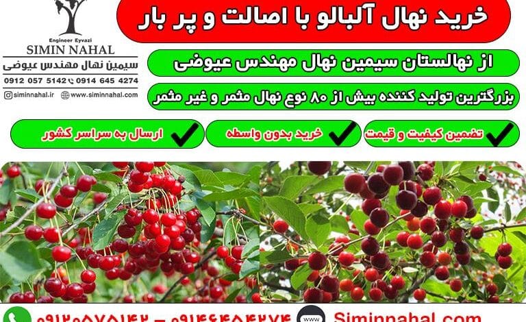 خرید نهال آلبالو