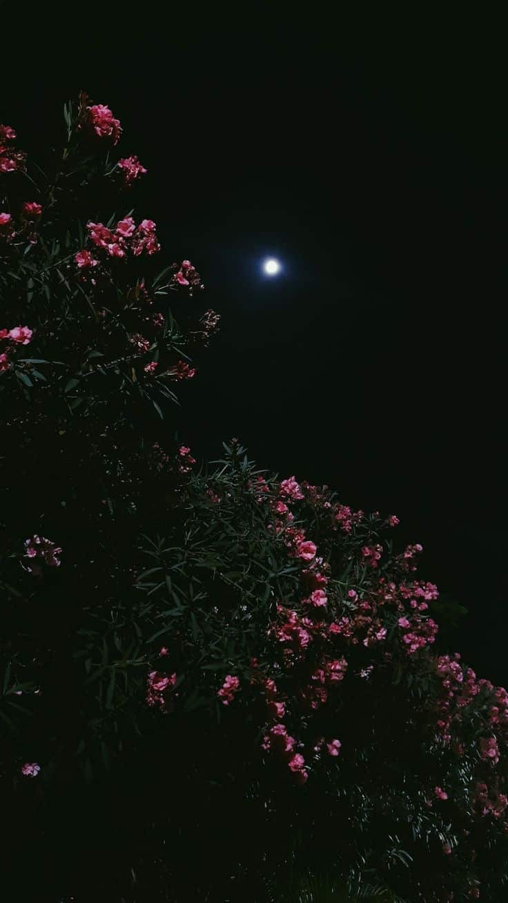 استوری فیک آسمان شب 16