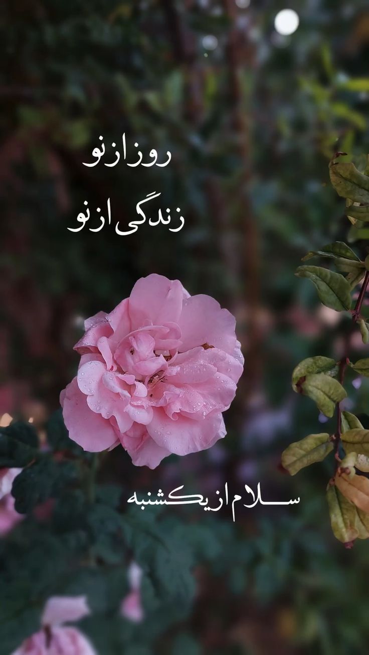 صبح یکشنبه تون بخیر 3
