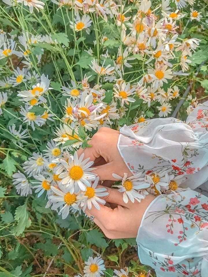عکس دختر با گل بابونه 28