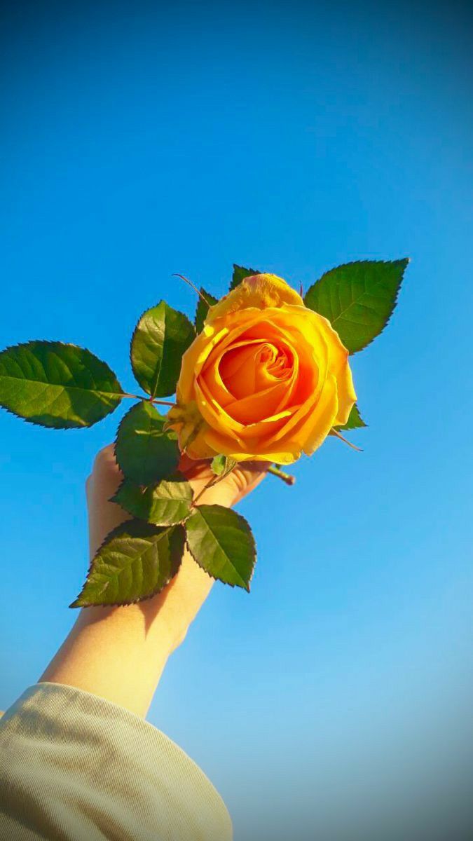 عکس دختر با گل رز زرد 27