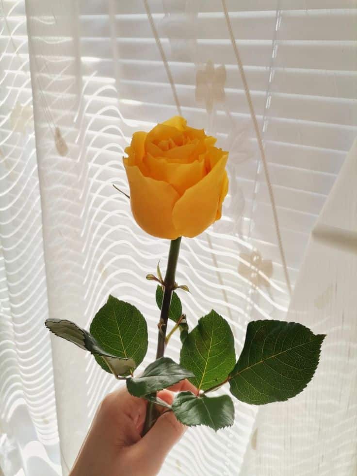 عکس دختر با گل رز زرد 3