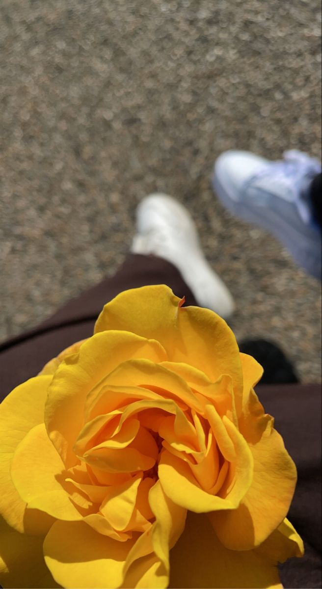 عکس دختر با گل رز زرد 32