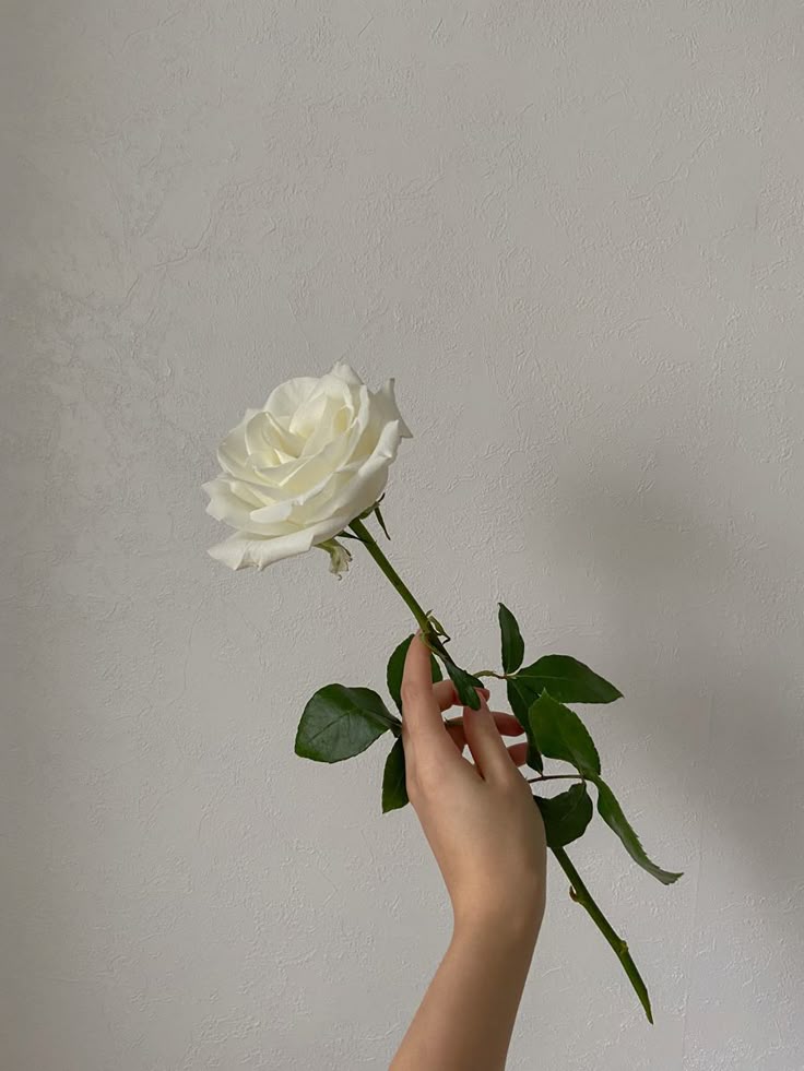 عکس دختر با گل رز سفید 42