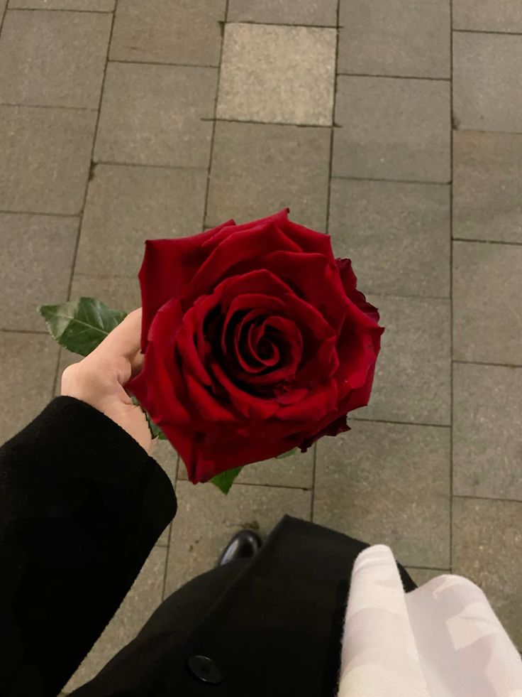 عکس دختر با گل رز قرمز 33