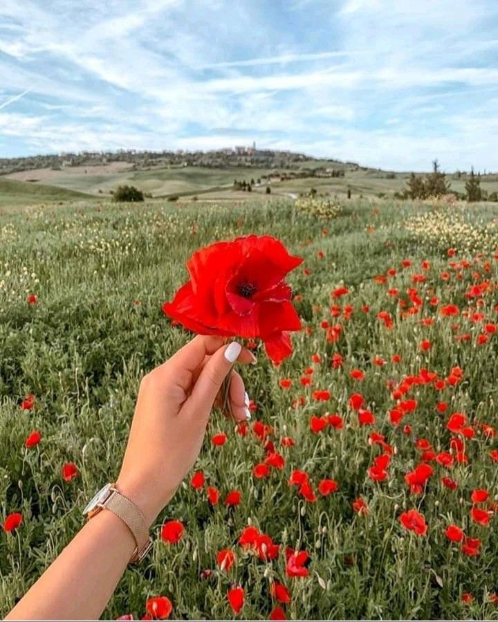 عکس دختر با گل شقایق 17