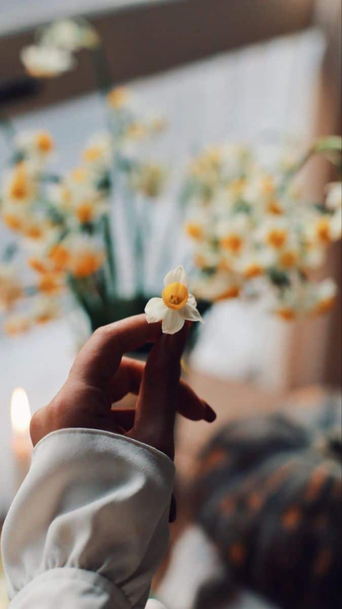 عکس دختر با گل نرگس 16