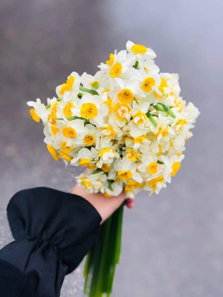 عکس دختر با گل نرگس 19