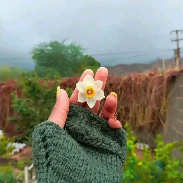 عکس دختر با گل نرگس 3