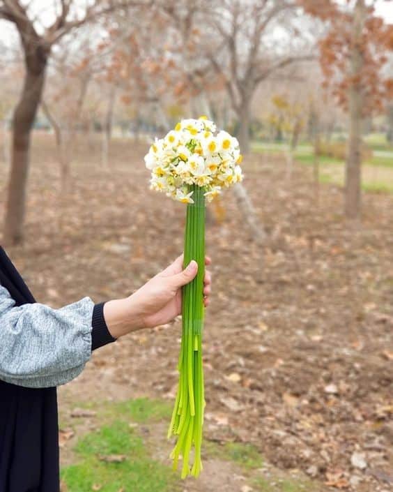 عکس دختر با گل نرگس 44