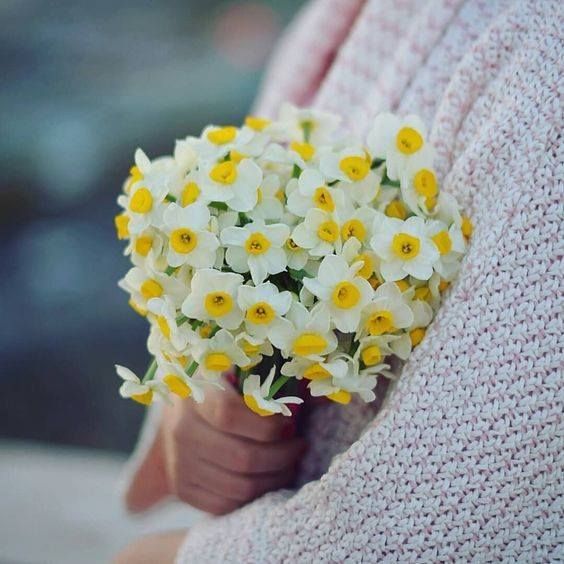 عکس دختر با گل نرگس 7