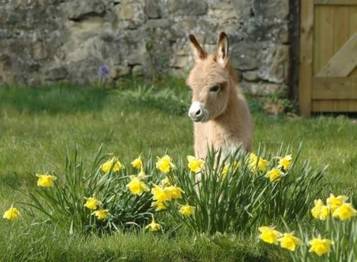 عکس کره خرهای زیبا برای پروفایل 41