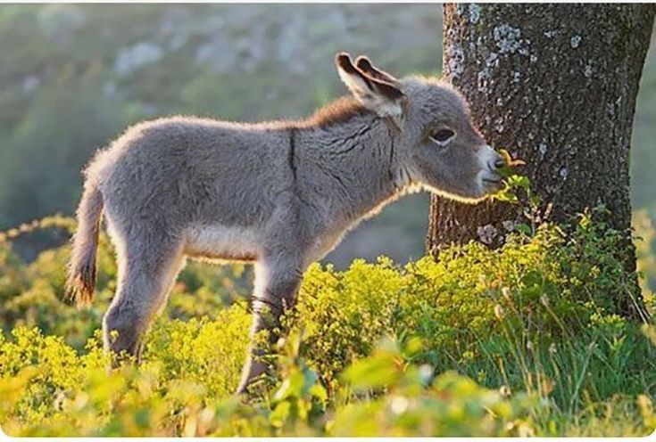 عکس کره خرهای زیبا برای پروفایل