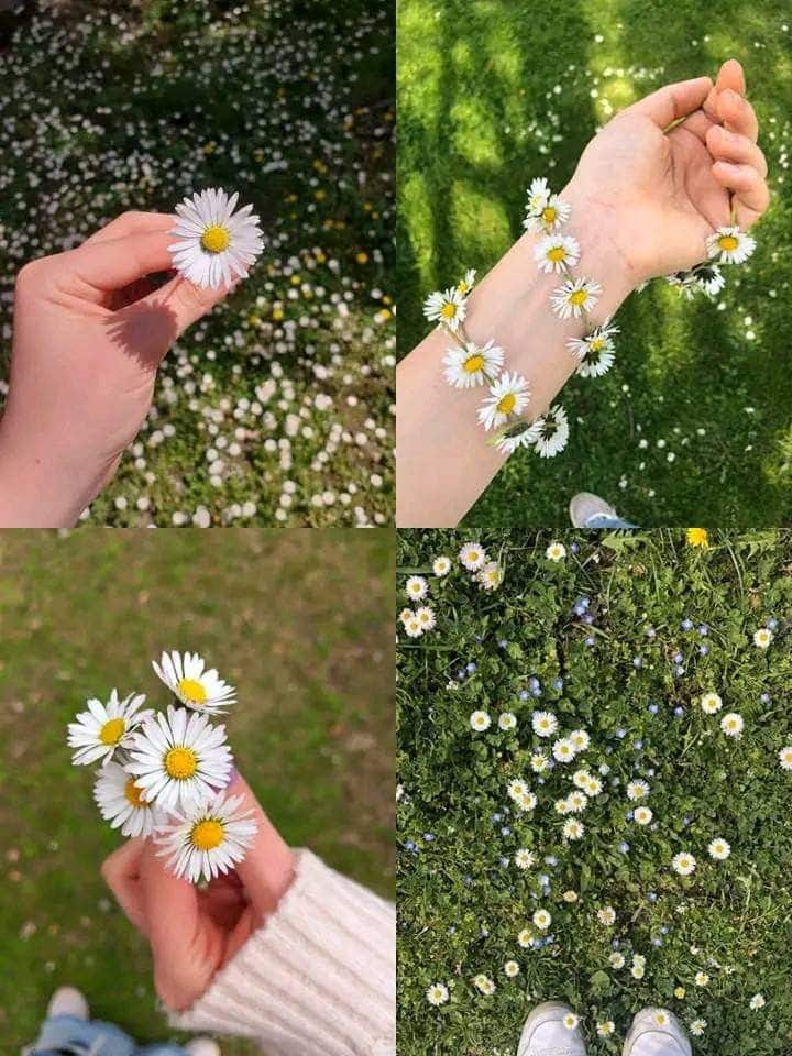 عکس دختر با گل بابونه 17