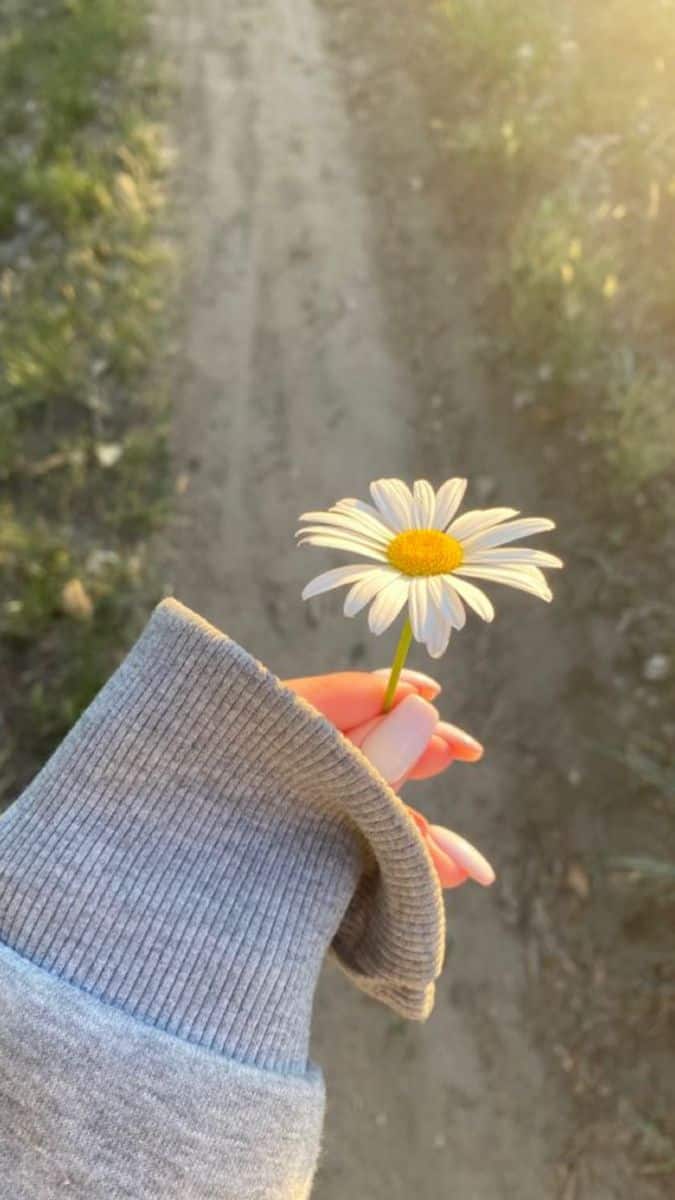 عکس دختر با گل بابونه 23