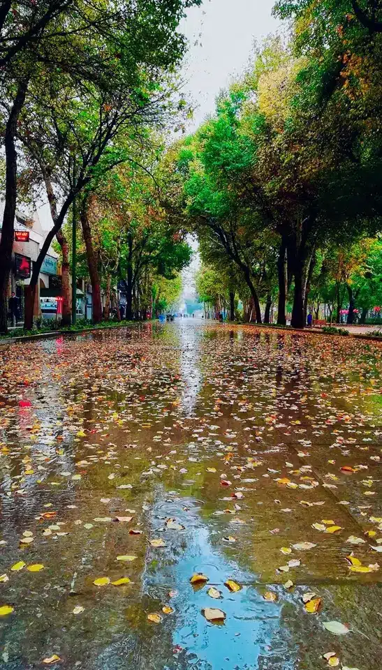 عکس پاییز بارانی