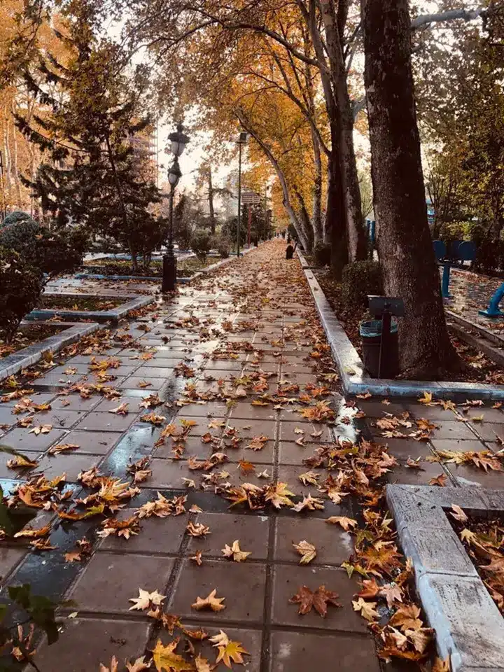 عکس پاییز بارانی
