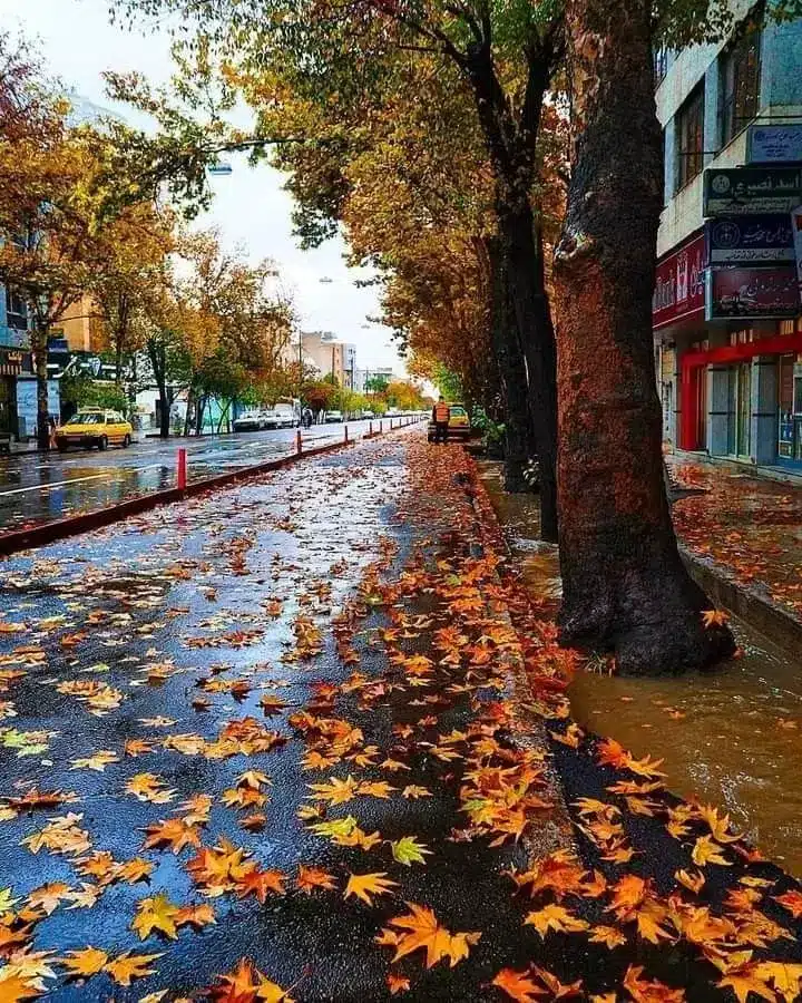 عکس پاییز بارانی