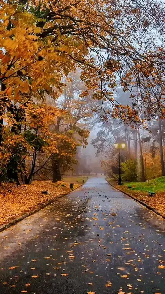 عکس پاییز بارانی