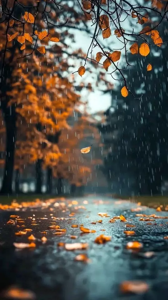عکس پاییز بارانی
