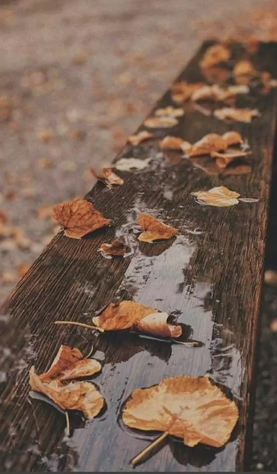 عکس پاییز بارانی