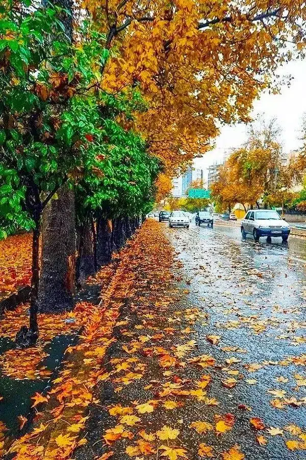عکس پاییز بارانی