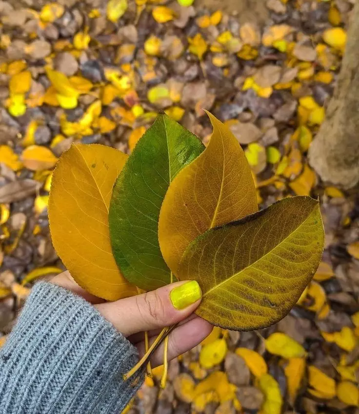 عکس پاییزی دخترانه برای پروفایل