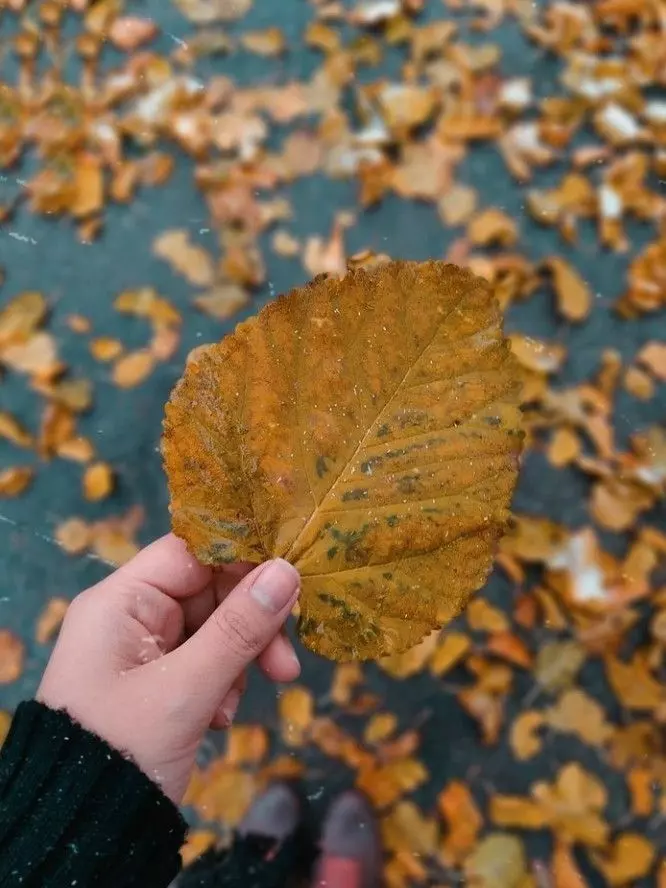 عکس پاییزی دخترانه برای پروفایل