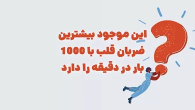 این موجود بیشترین ضربان قلب با ۱۰۰۰ بار در دقیقه را دارد