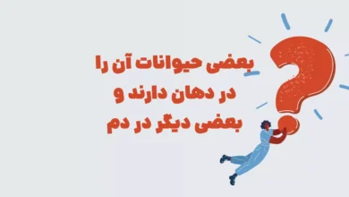 بعضی حیوانات آن را در دهان دارند و بعضی دیگر در دم شهربانو و جدول