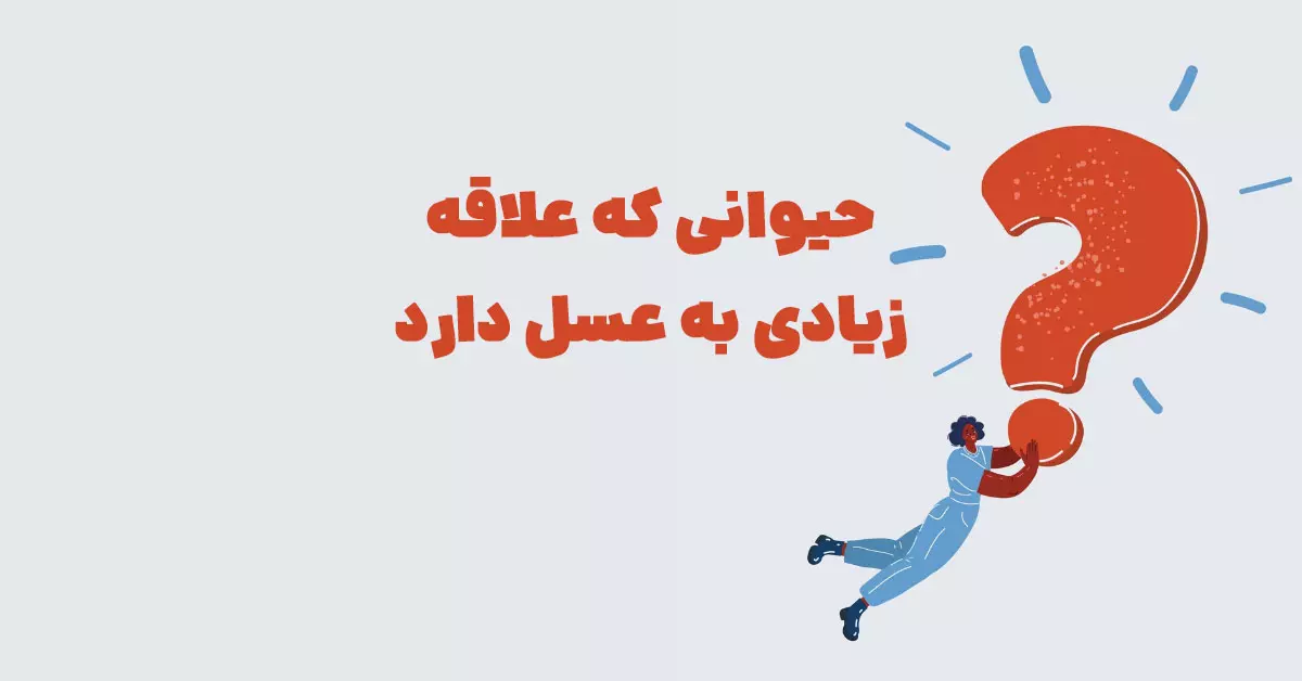 حیوانی که علاقه زیادی به عسل دارد سه حرفی در شهربانو + جدول