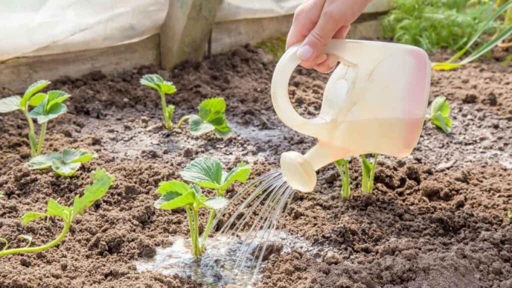 روش کاشت توت فرنگی در باغچه -1 روش کاشت توت فرنگی در باغچه؛ آموزش گامبهگام کاشت، نگهداری و توتفرنگی خانگی