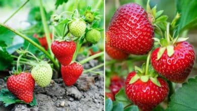 روش کاشت توت فرنگی در باغچه؛ آموزش گام‌به‌گام کاشت، نگهداری و توت‌فرنگی خانگی