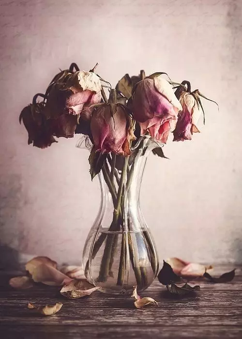 عکس گل خشکیده برای پروفایل + گل رز؛ غمگین، عاشقانه و احساسی