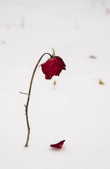 عکس گل خشکیده برای پروفایل + گل رز؛ غمگین، عاشقانه و احساسی