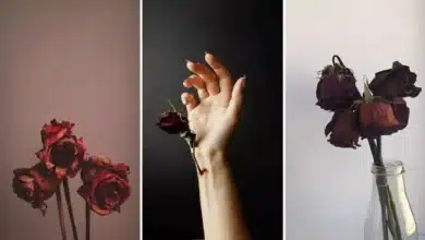 عکس گل خشکیده برای پروفایل + گل رز؛ غمگین، عاشقانه و احساسی