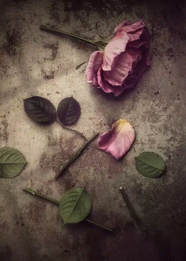 عکس گل خشکیده برای پروفایل + گل رز؛ غمگین، عاشقانه و احساسی