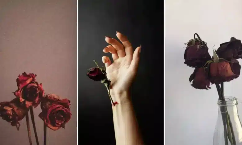 عکس گل خشکیده برای پروفایل + گل رز؛ غمگین، عاشقانه و احساسی