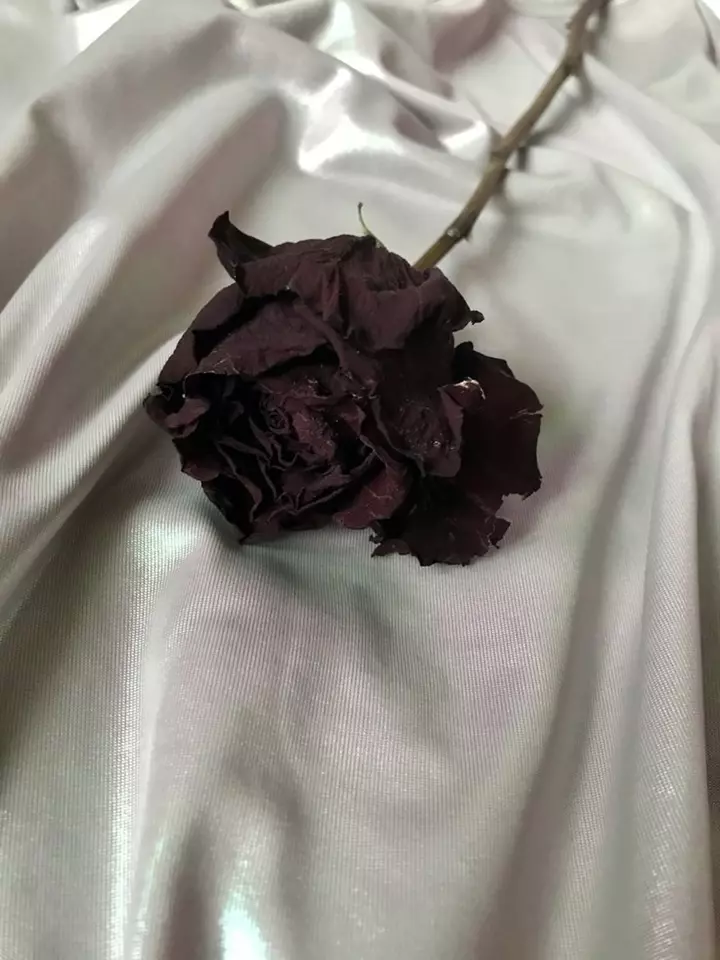 عکس گل خشکیده برای پروفایل + گل رز؛ غمگین، عاشقانه و احساسی