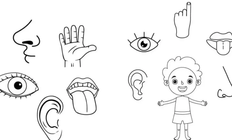 نقاشی حواس پنجگانه
