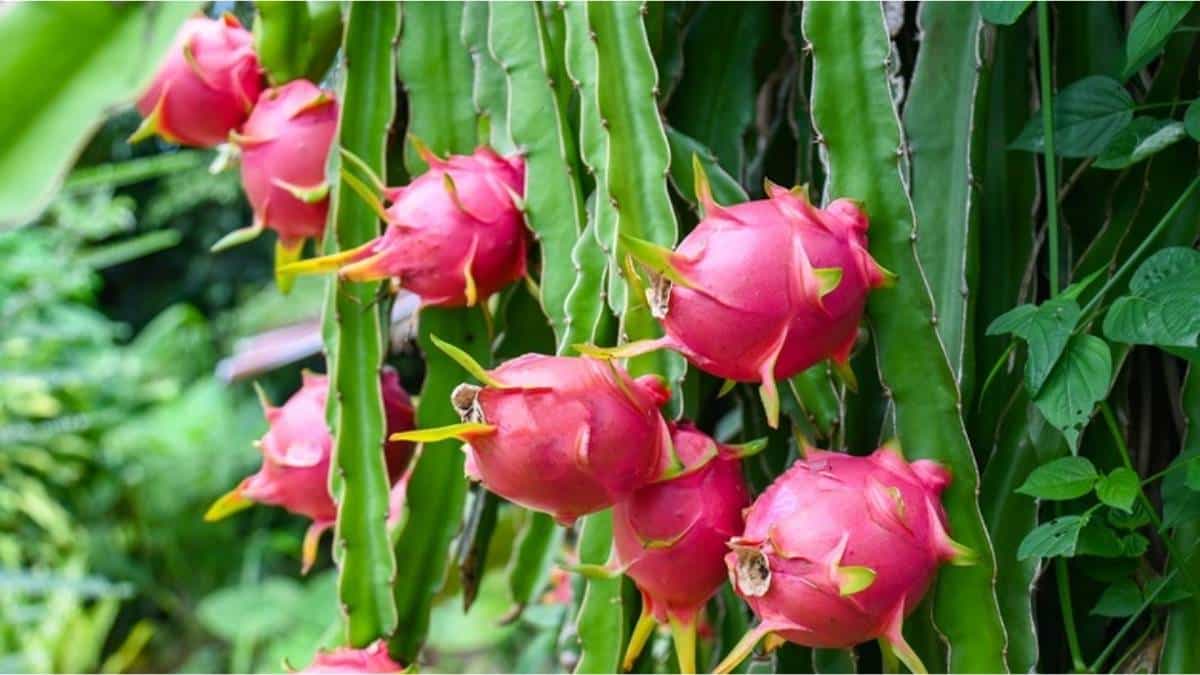 کاشت میوه اژدها در گلدان -6 کاشت میوه اژدها در گلدان