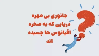 جانوری بی مهره دریایی که به صخره اقیانوس ها چسبده اند