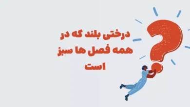 درختی بلند که در همه فصل ها سبز است بازی شهربانو + در جدول