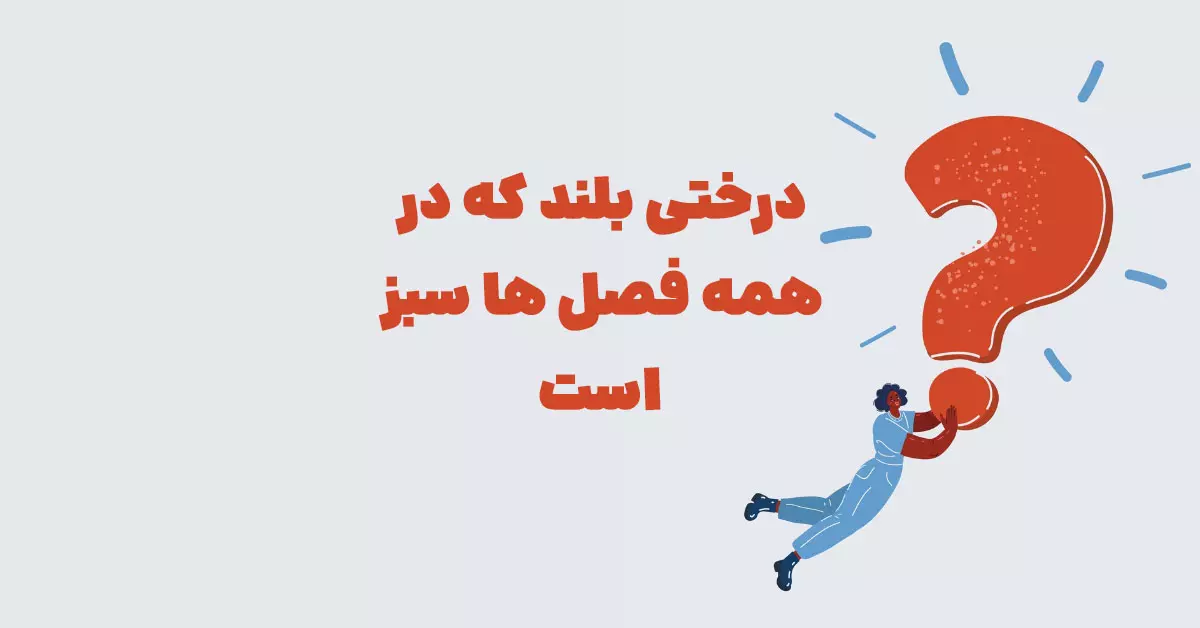درختی بلند که در همه فصل ها سبز است بازی شهربانو + در جدول