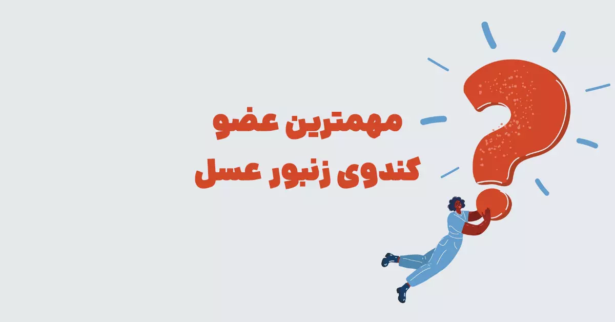 مهمترین عضو کندوی زنبور عسل