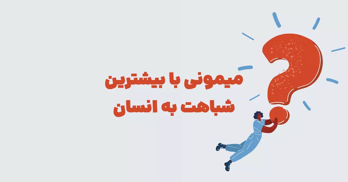 میمونی با بیشترین شباهت به انسان