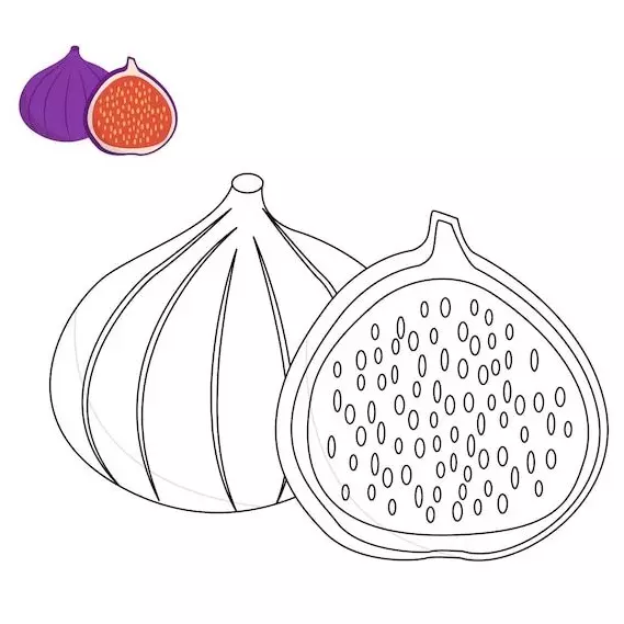 نقاشی انجیر 10