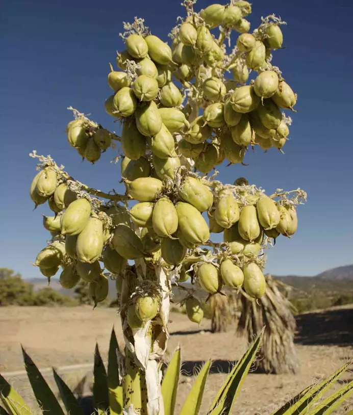 میوه‌ی یوکا