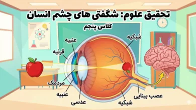 تحقیق در مورد چشم انسان برای کلاس پنجم + نسخه کوتاه